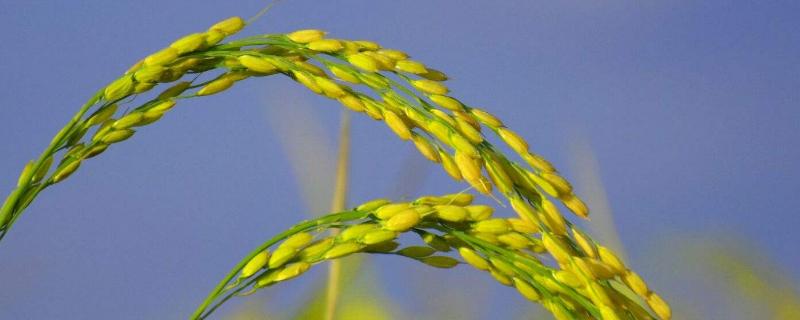 水稻结构，水稻的起源和历史 水稻发源于