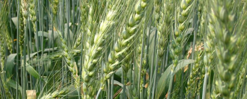 泰农18小麦品种简介 山农28小麦品种
