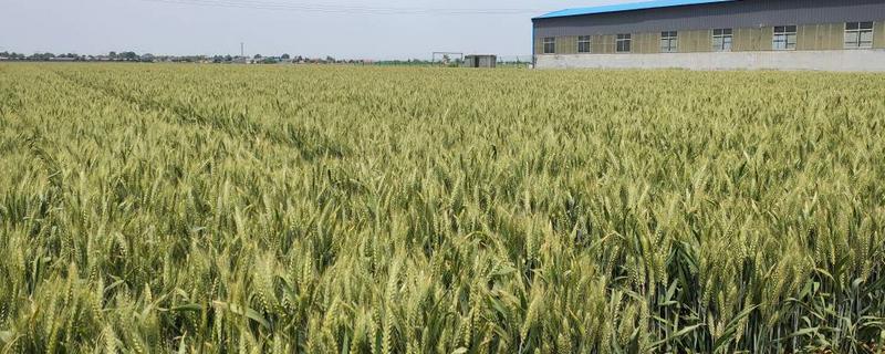宝鸡地区高产小麦品种 宝鸡小麦种子哪个品种好