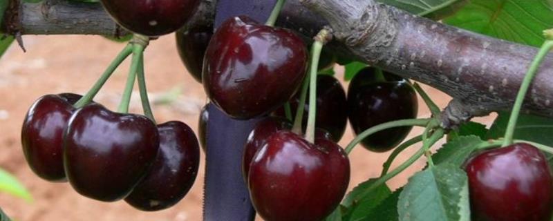 黑珍珠樱桃是什么品种 黑珍珠樱桃品种介绍
