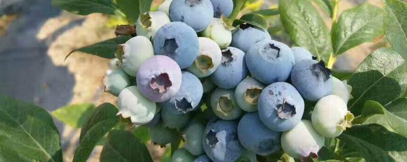 各种蓝莓品种的介绍 蓝莓的品种大全及品种介绍