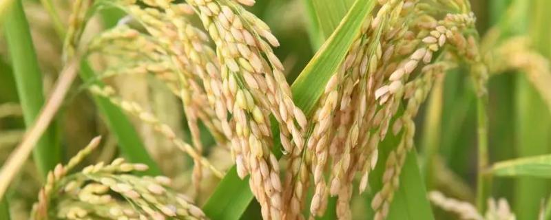 龙粳3040水稻新品种，附简介 龙粳3040水稻种子简介