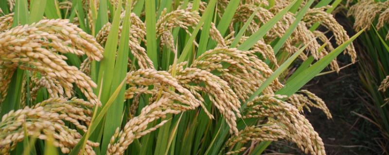 河南水稻什么时候收割 河南种水稻吗，几月份收割