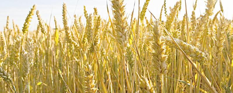 郑麦379小麦品种介绍 郑麦9023小麦品种介绍