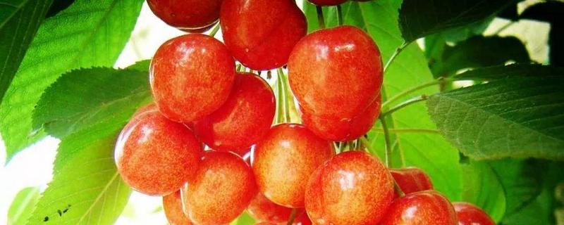 红南阳樱桃品种介绍 红南阳大樱桃品种简介