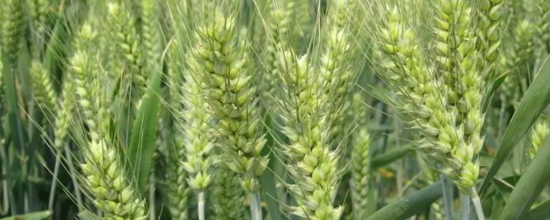 乐土103小麦品种 乐土103小麦品种视频