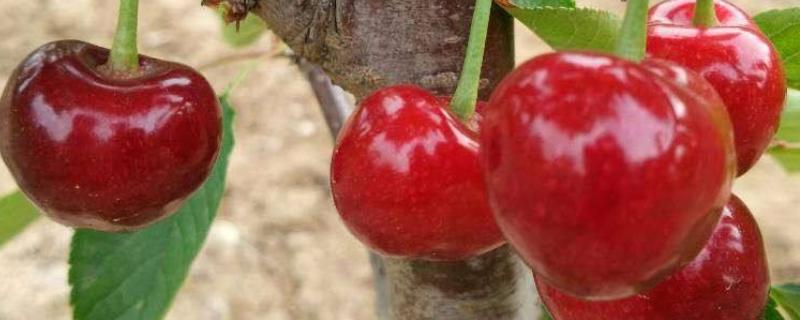 福晨大樱桃品种介绍 福晨大樱桃品种介绍树苗的授粉知识