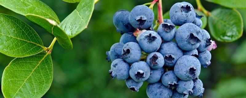 法新蓝莓品种介绍 法新蓝莓花期