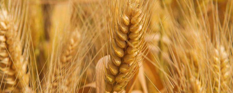 鲁农116小麦品种怎样 鲁农116小麦品种