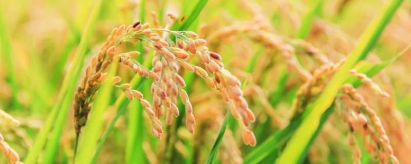 水稻基肥什么时候施肥 水稻要施几次肥料，怎么施肥