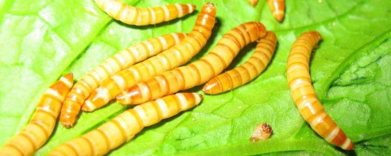 黄粉虫吃什么食物，如何防治 黄粉虫吃法大全