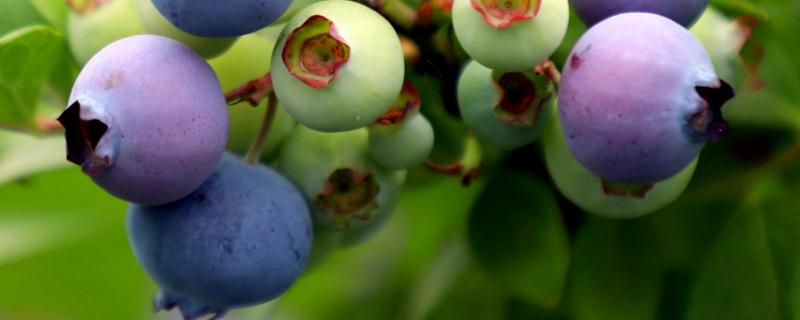 蓝莓丰产栽培实用技术，蓝莓如何采摘