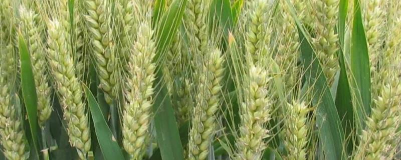 小麦喜欢什么肥料，附用量和用法 小麦用哪种肥料好