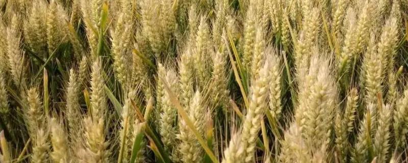 小麦品种冀麦418 秦农578小麦品种介绍