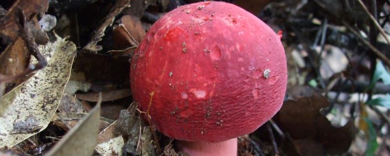红菇长在什么树下生长,有毒吗能吃吗 红菇长在什么树下生长，有毒吗