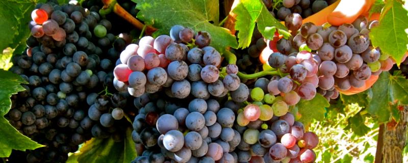 18大葡萄品种介绍菊粉 18大葡萄品种介绍