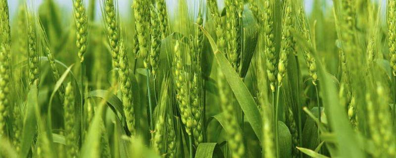 吨麦188品种简介 吨麦188产量怎样，小麦种植方法
