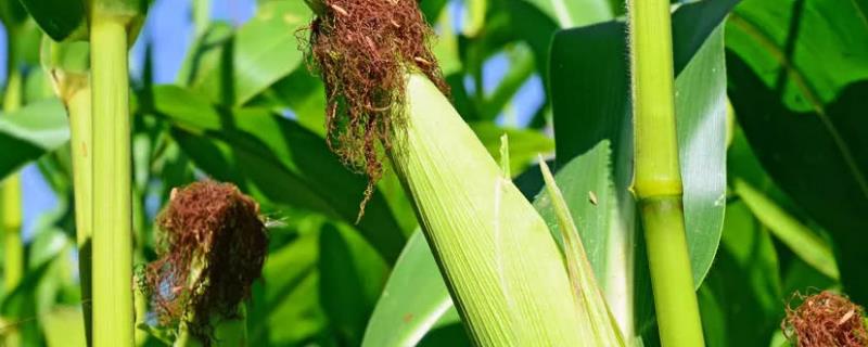 玉米10月份还可以种吗，附种植方法 玉米十月份还能上涨吗价钱