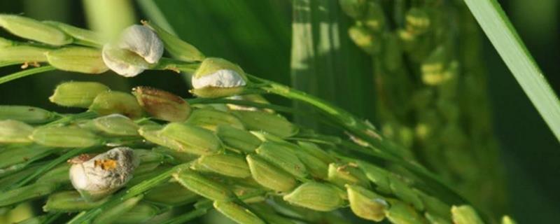 水稻稻曲病发病症状及防治方法 水稻稻曲病发病原因，如何防治