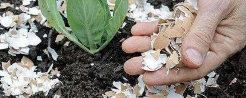 做肥料的蛋壳用生的还是熟的，蛋壳肥料可以用于什么花