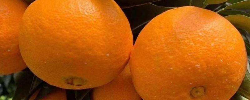 黄美人柑橘品种介绍 黄美人柑橘品种简介