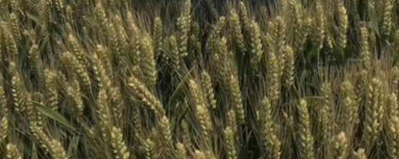 鲁原118小麦品种介绍 鲁原118小麦品种