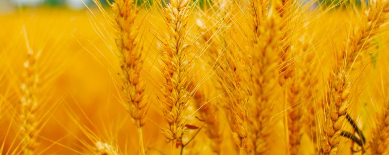 新植9号小麦审定公告 新植9号小麦品种的介绍