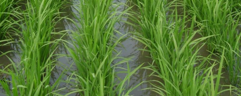 稻苗有公稻子怎么办，公稻子和徒长苗的区别