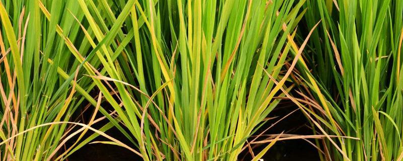水稻褐斑病，附症状及防治方法 水稻褐斑粒用什么药