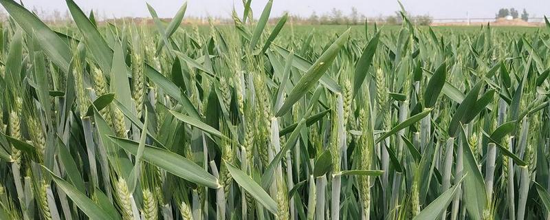 寒露小麦种多少斤麦种，麦种什么时候种合适