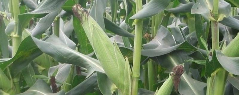 适合黄淮海种植的高产玉米新品种 黄淮海高抗锈病的玉米种