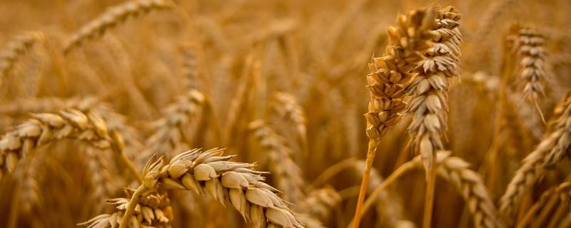 12月份还能打小麦除草剂吗，小麦除草剂什么时间段打合适