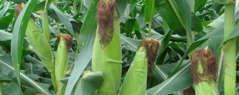 玉米生长周期多少天，附种植方法