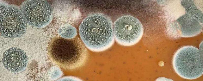 霉菌的繁殖方式主要是什么 霉菌的繁殖方式，霉菌是什么引起的