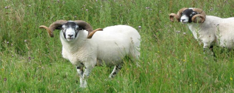 羊快速增肥方法，羊喜欢吃什么草 怎么给羊增肥
