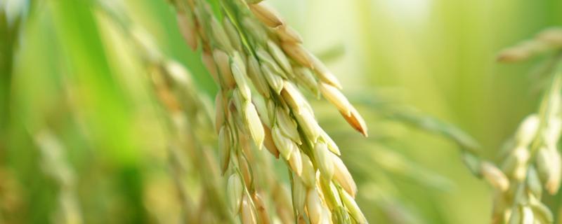 龙粳3013水稻品种来源，附简介 龙粳3033水稻种子简介
