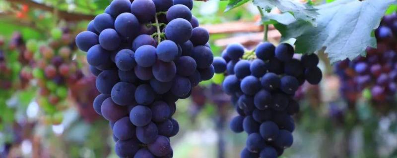 葡萄一般亩产多少斤? 葡萄亩产，附葡萄生长环境条件