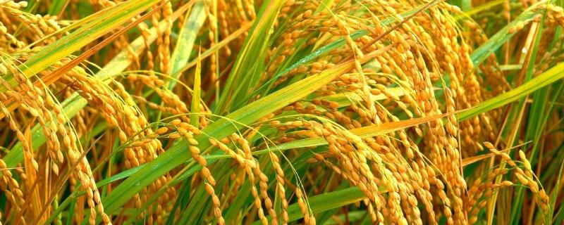 云南的水稻一年几季 云南水稻种植历史，一年几季