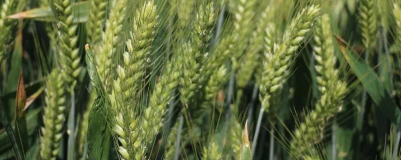 喜麦203小麦品种 喜麦203小麦品种抗病性