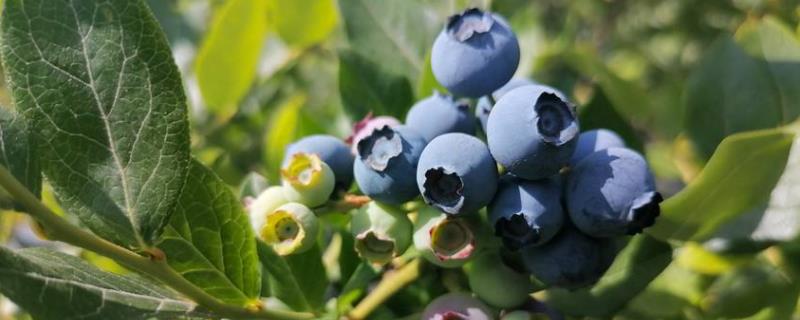 H5蓝莓是绿宝石蓝莓不，附简介 h5蓝莓品种介绍长大后长势如何产量怎么样说说