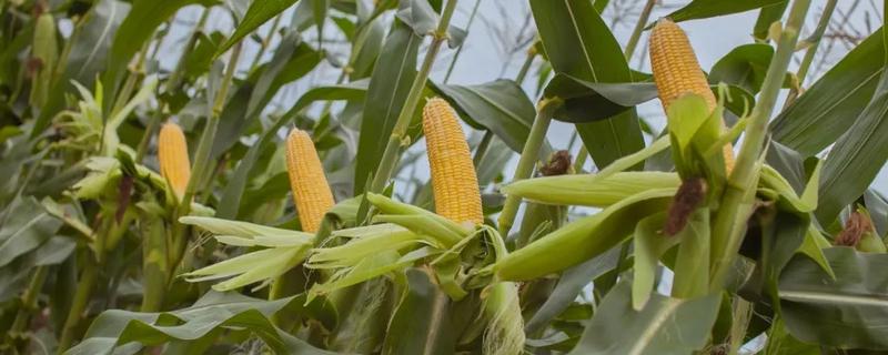 强育d998玉米种子 强育h1992玉米种子特征特性，附简介
