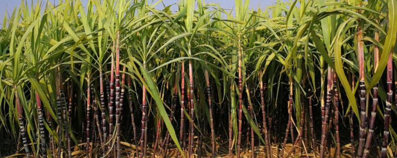 甘蔗的生长环境，附种植方法 甘蔗的种植方法和管理技术