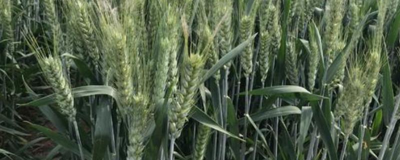 泛麦5号小麦品种介绍 存麦21小麦品种介绍