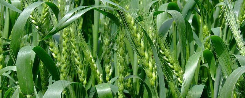 优质春小麦高产品种 弱春性高产小麦品种