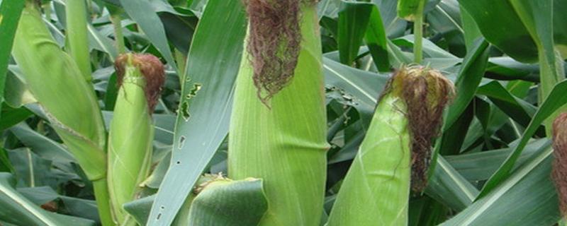 抗锈病的玉米品种有哪四个 抗锈病的玉米品种