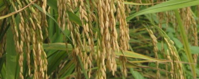 杂交水稻的特点，杂交水稻的缺点 杂交水稻的主要特点介绍