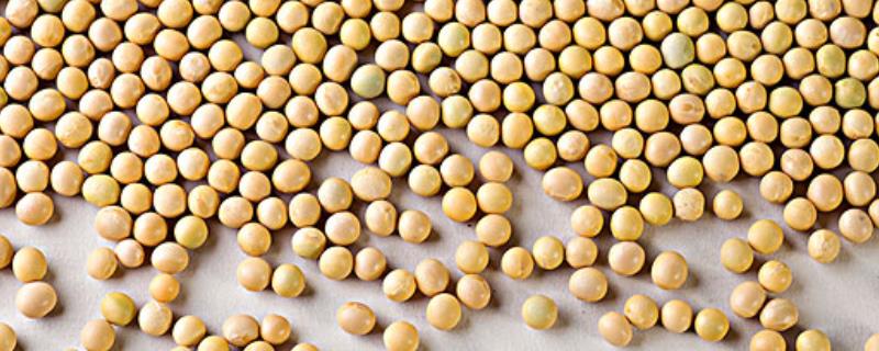 龙垦306大豆品种特性 龙垦3092大豆的特性，附简介