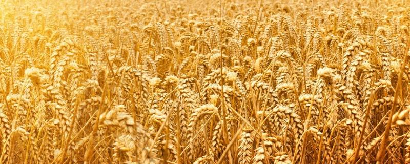 小麦产量，小麦产量三要素是什么（小麦产量构成因素及其对产量的作用）