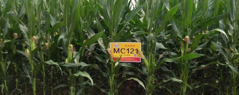 mc121玉米种审定，附简介 mc121玉米品种简介