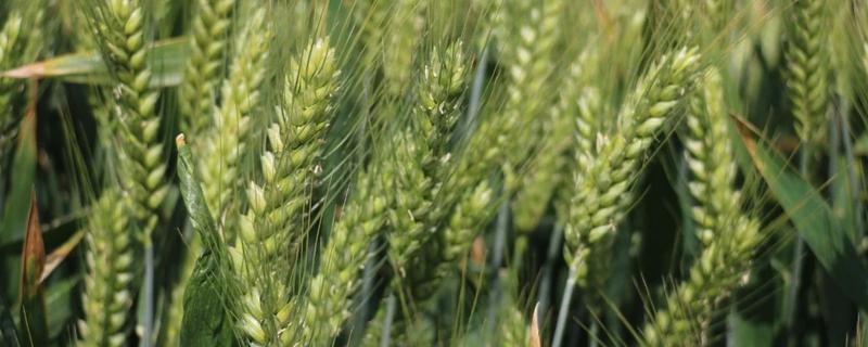 洛麦系列小麦种 洛麦40品种介绍